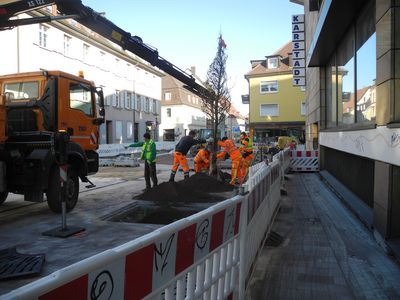 Mit vereinten Kräften setzen die Mitarbeitenden der TBO die neuen Bäume in der Lange Straße. Foto: Stadt Offenburg